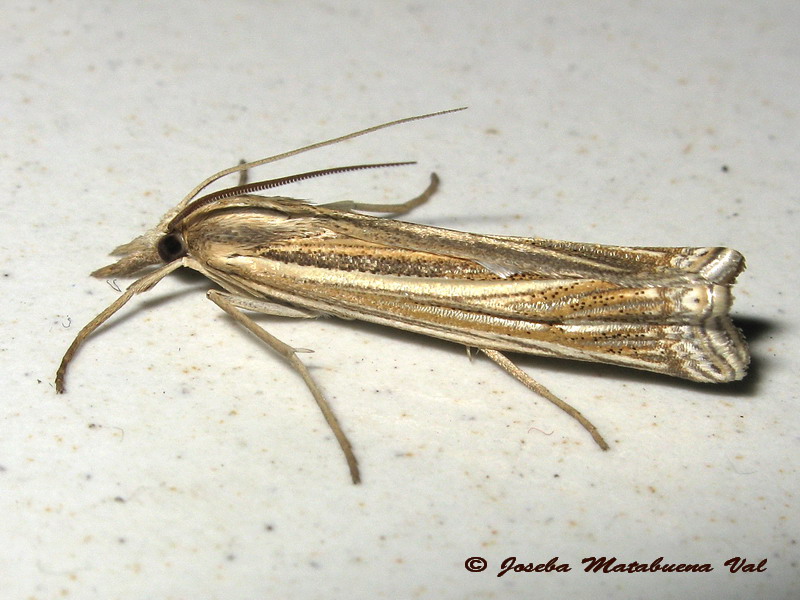 Ancylolomia tentaculella - Crambidae